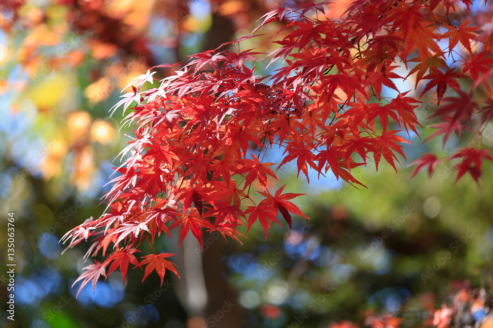 Autumn leaves on sunshine background