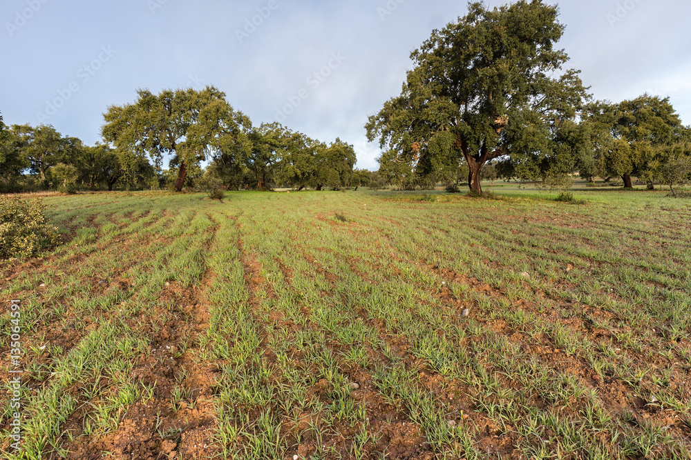 Fototapeta premium Landscape in a sown field. Natural Park of Cornalvo. Extremadura. Spain.