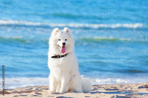 White dog Samoyed sitting on the beach on sea background