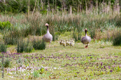 The Greylag Geese and their offspring