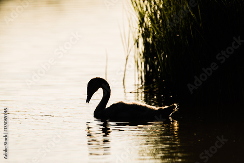 The silhouette of a baby swan (cygnet)