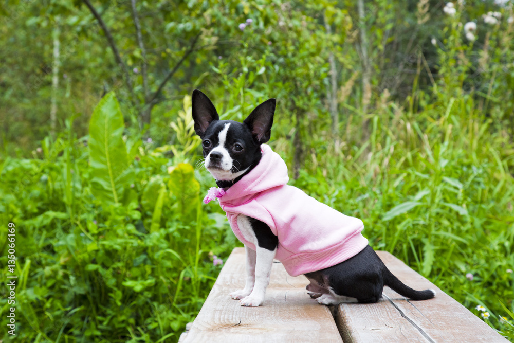 Portrait cute chihuahua puppy in the park. Small dog in pink clothes sitting on the bench in summer Portrait cute chihuahua puppy in the park. Small dog in pink clothes sitting on the bench in summer
