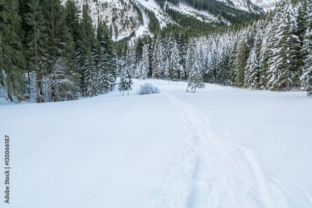 Swiss Winter - Forest covered in snow Swiss Winter - Forest covered in snow