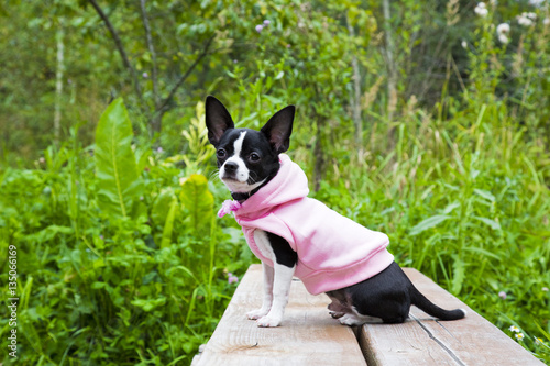 Portrait cute chihuahua puppy in the park. Small dog in pink clothes sitting on the bench in summer © brightpolina