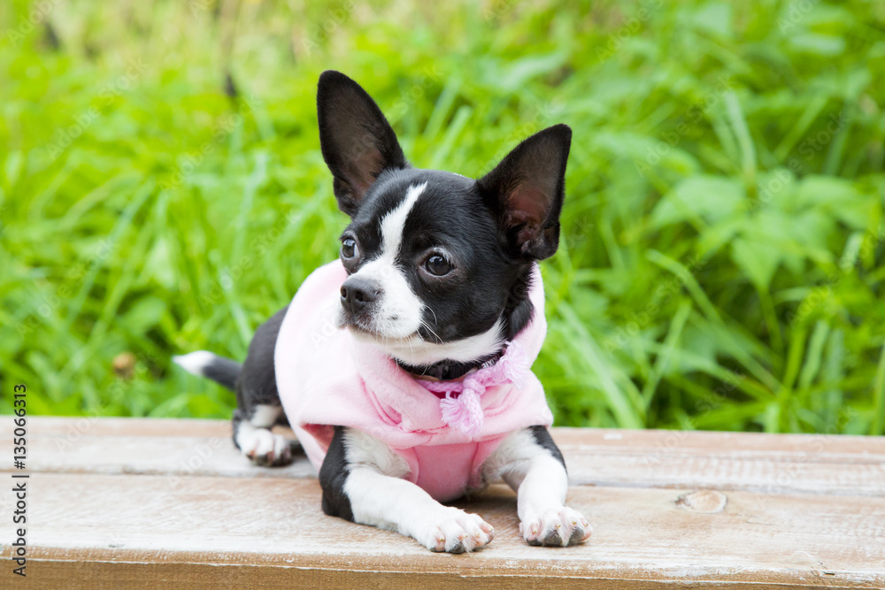 Portrait cute chihuahua puppy in the park. Small dog in pink clothes sitting on the bench in summer
