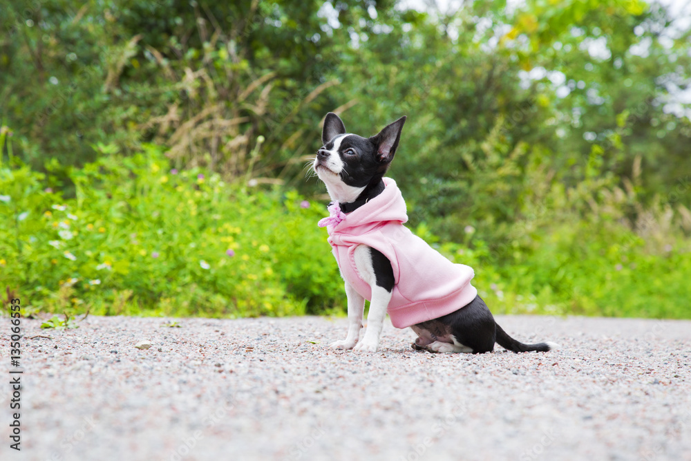 Small puppy chihuahua sitting on the path at summer park Small puppy chihuahua sitting on the path at summer park