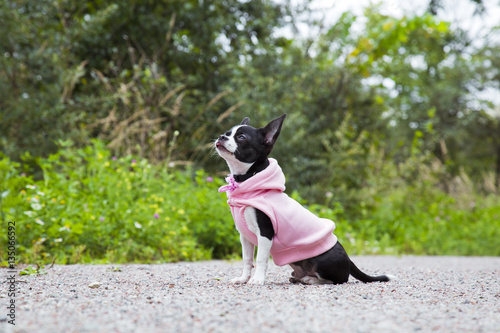 Portrait cute chihuahua puppy in the park. Small dog in pink clothes sitting on the bench in summer