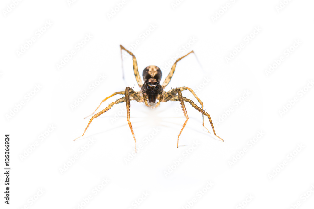 Fototapeta premium predator spider jumpingb animal closeup front view macro isolate