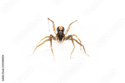 predator spider jumpingb animal closeup front view macro isolate