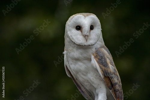 Barn Owl