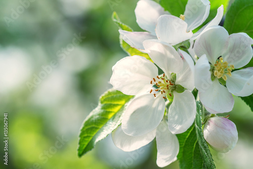 Beautiful blooming apple tree in spring