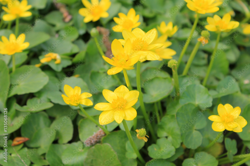 Obraz premium Yellow buttercups
