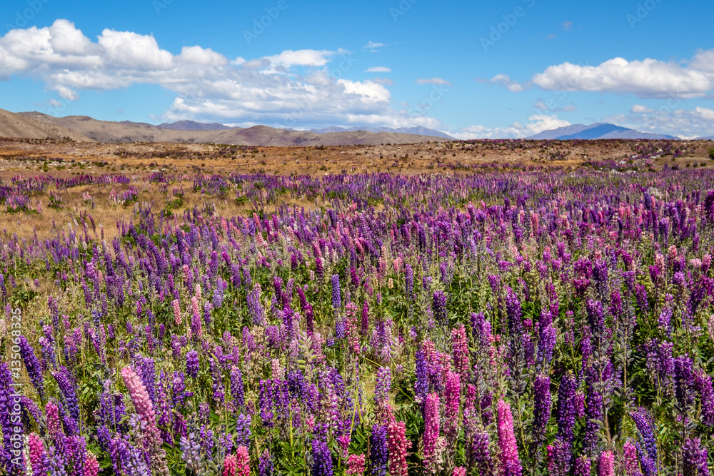 Beautiful landscape view of colorful lupin flowers, Tekapo, New Zealand
