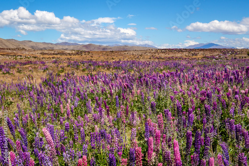 Beautiful landscape view of colorful lupin flowers, Tekapo, New Zealand