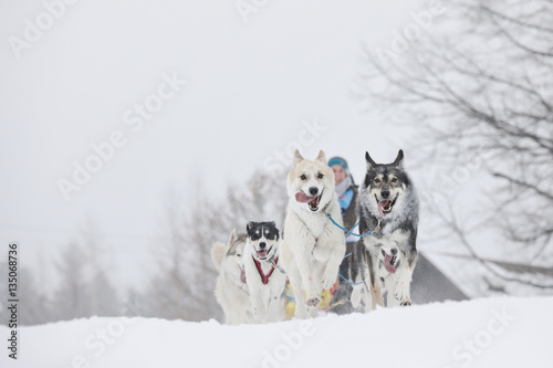 Winter sled dog race in the wonderful winter landscape in the ba