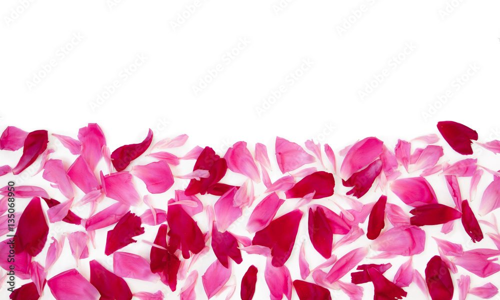 Fototapeta premium Background with Pink and red petals of peony flowers