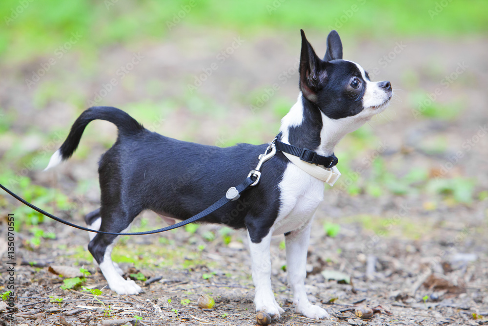 Puppy chihuahua in the summer forest