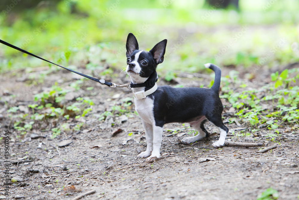 Puppy chihuahua in the summer forest Puppy chihuahua in the summer forest