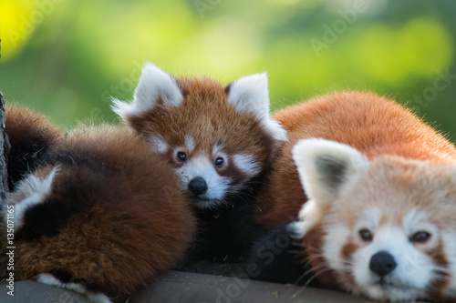 Famille de pandas roux se reposant