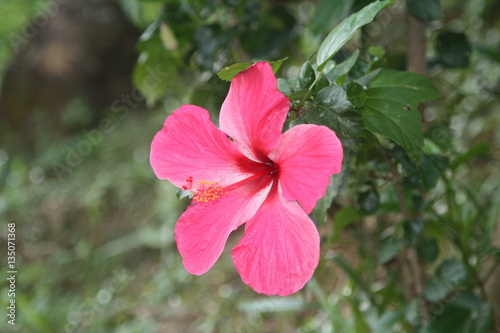 Hibiscus