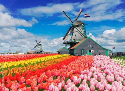 two traditional Dutch windmills with tulips rows at spring day, Netherlands photo