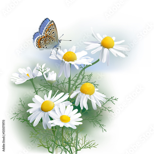 Butterfly and Chamomile.
Hand drawn vector illustration of Adonis blue butterfly and Chamomile (Matricaria chamomilla) an aromatic wild flower, used as tea ingredient in herbal medicine.

