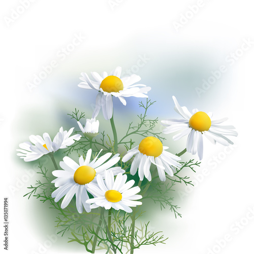 
Chamomile - Herbs - Matricaria chamomilla, an aromatic wild flower, used as tea ingredient in herbal medicine. Hand drawn realistic vector illustration.
