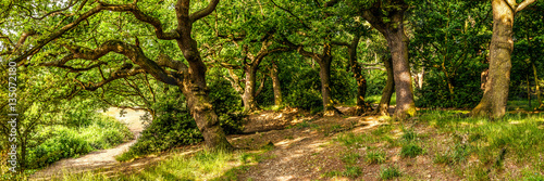 Ancient Forest