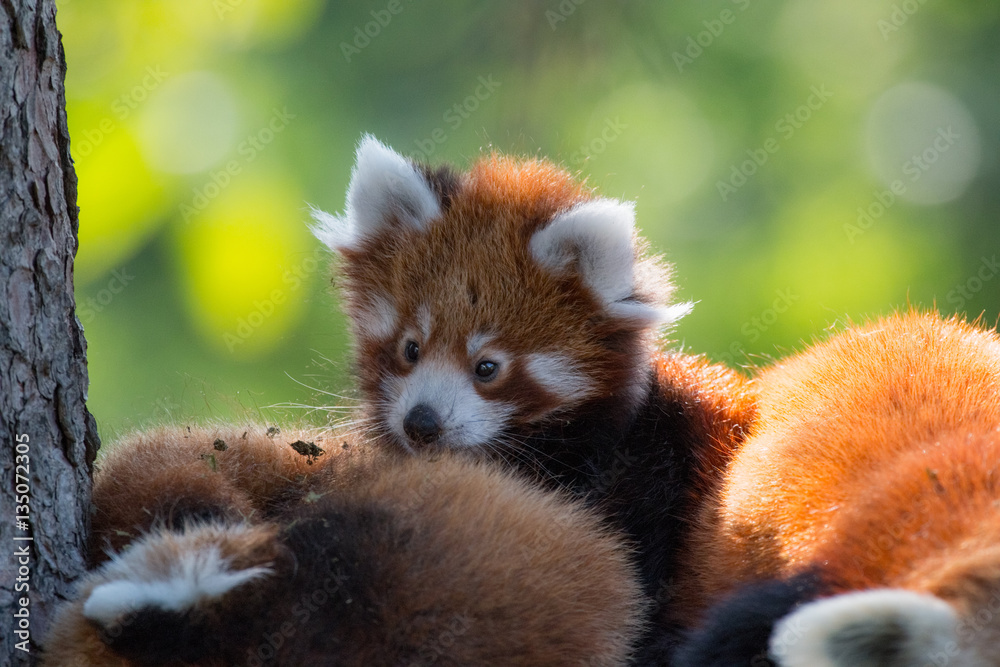 Bébé panda roux en gros plan Bébé panda roux en gros plan