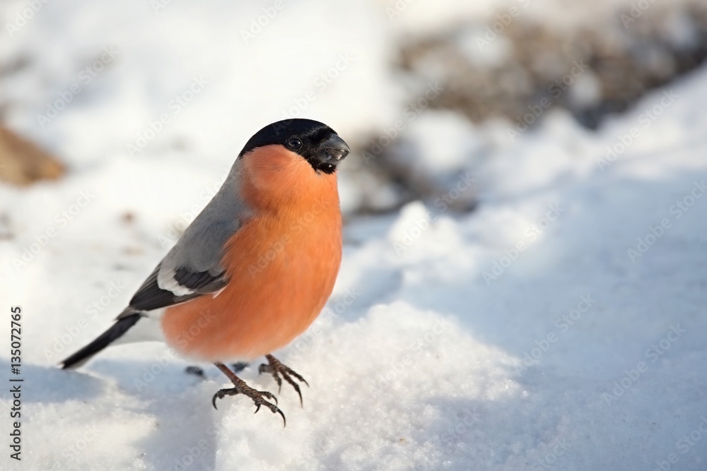 Pyrrhula pyrrhula, bullfinch walking on snow. Wildlife. Winter country. Europe Country Slovakia. In the background the snow. Pyrrhula pyrrhula, bullfinch walking on snow. Wildlife. Winter country. Europe Country Slovakia. In the background the snow.