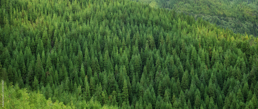 Fototapeta premium Widok z lotu ptaka na ogromny zielony świeży zdrowy świerkowy las, panorama tekstury tła wzór