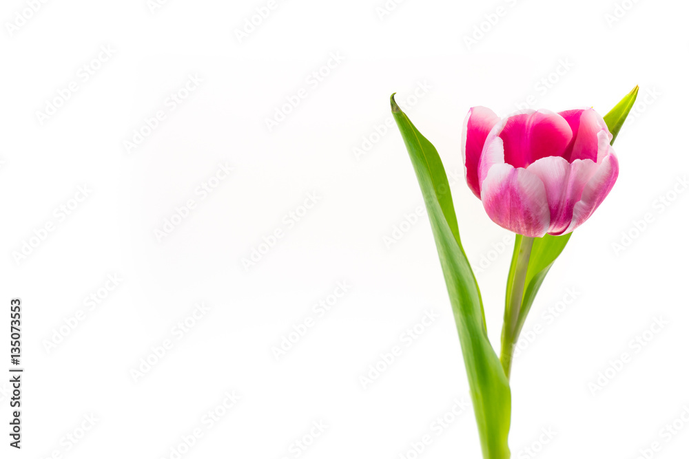 Isolated tulip flower