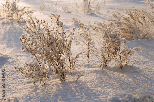 Frozen sagebrush snow-covered, winter landscape at dawn, in the snow field