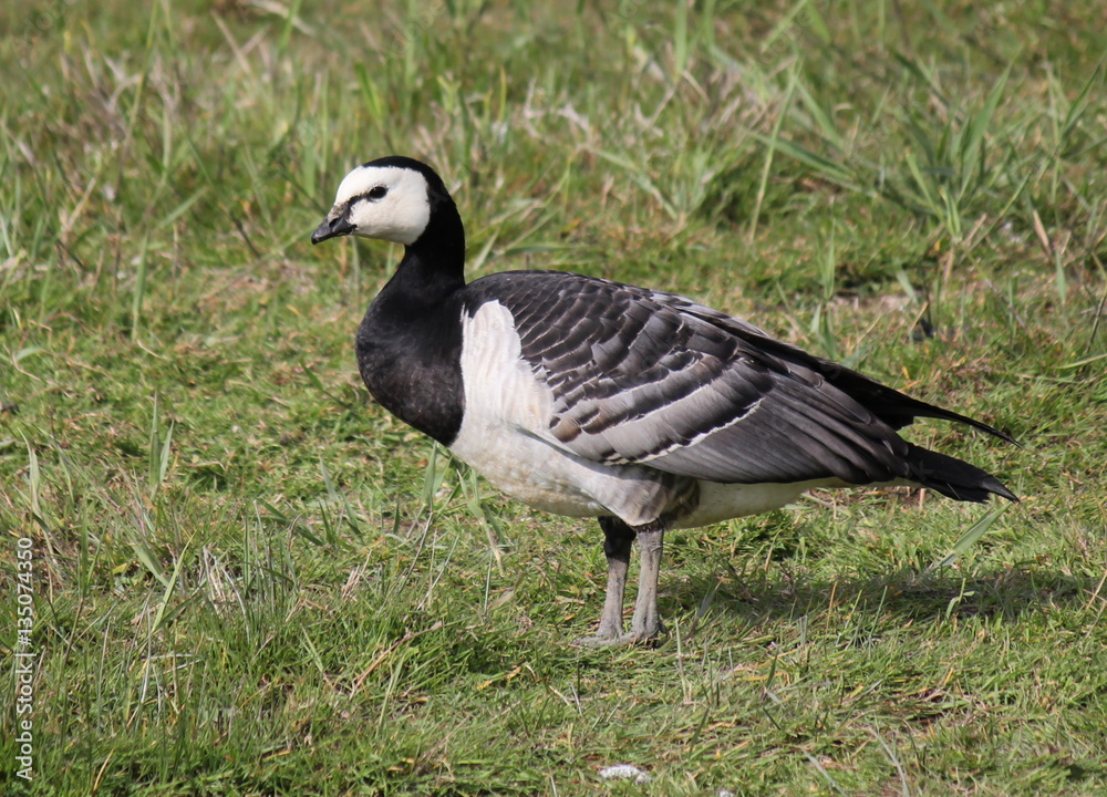 Eurasian Barnacle Goose (Branta leucopsis) in a meadow Eurasian Barnacle Goose (Branta leucopsis) in a meadow