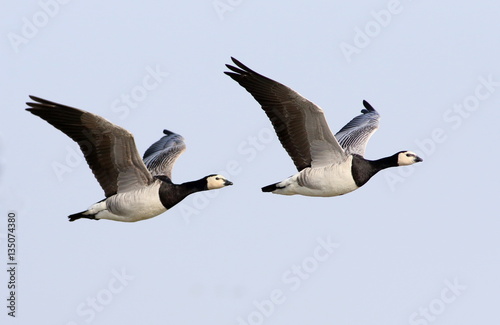 Two European Barnacle Geese (Branta leucopsis) in fast flight