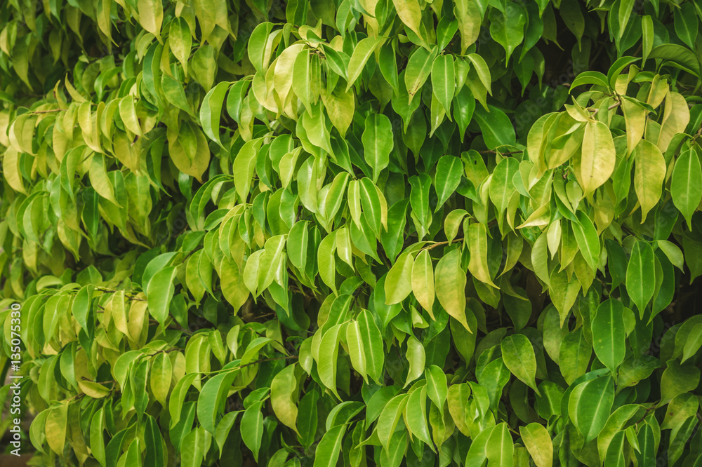 Fototapeta premium Озеленение сада. Древовидный фикус