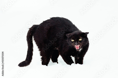 Angry Black cat on a snow