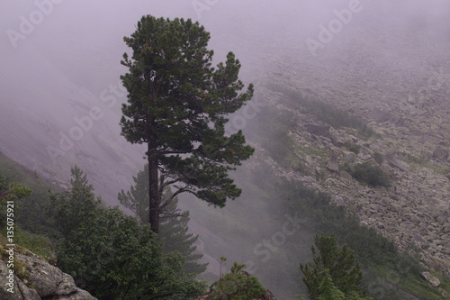 Lone pine in the mist on the mountainside. National Park Ergaki. Western Sayan. Krasnoyarsk region. Russia. photo