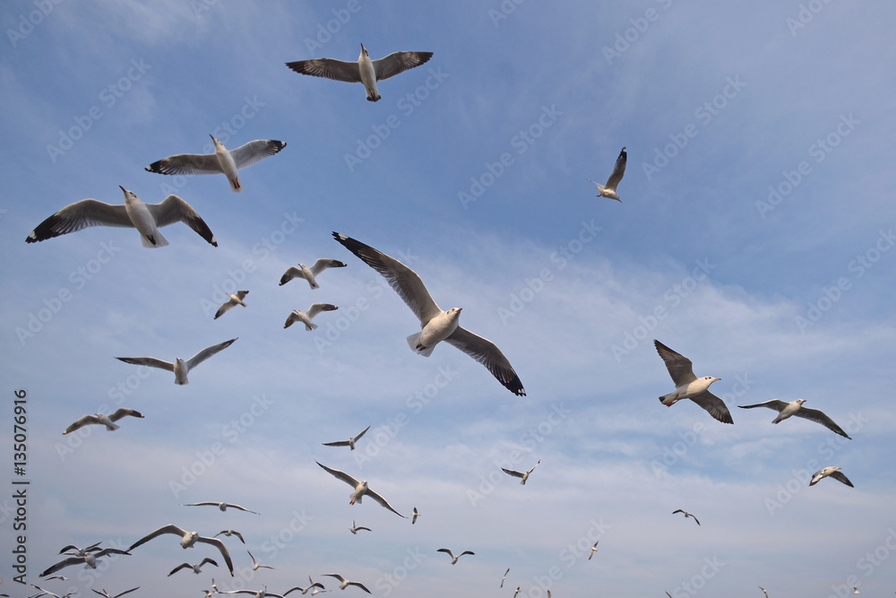 Fototapeta premium seagull flying