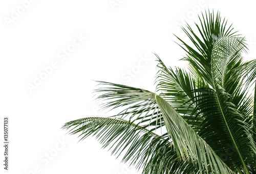 Coconut Leaf at tropical white background