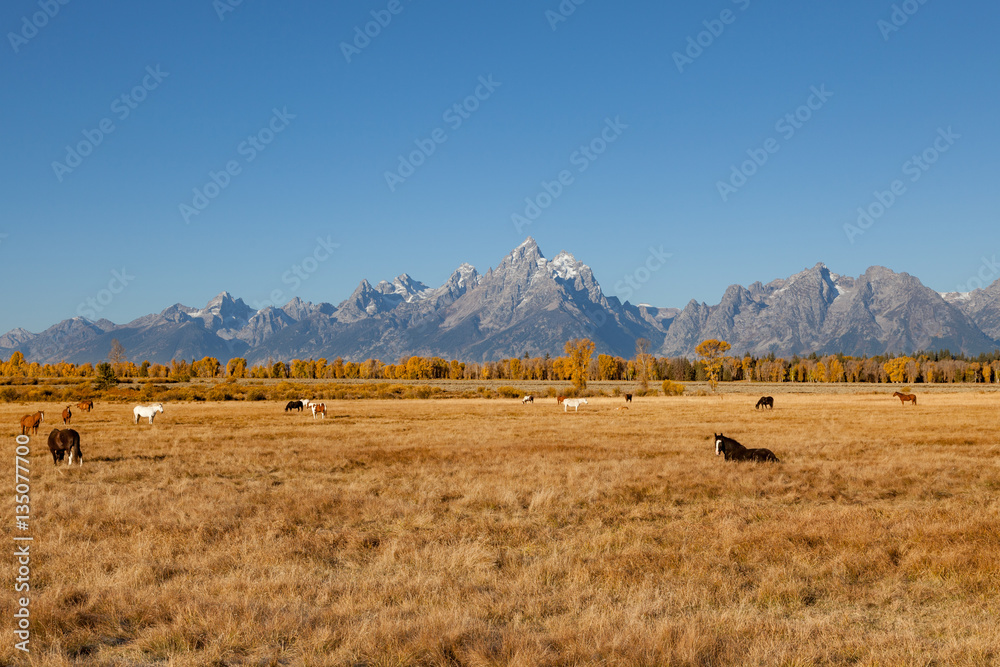 Fototapeta premium Horses Graze in a Scenic Fall landscape in the Tetons of Wyoming