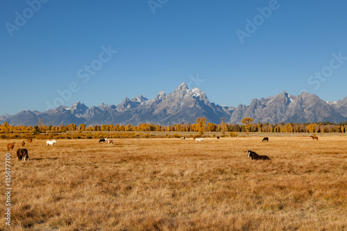 Horses Graze in a Scenic Fall landscape in the Tetons of Wyoming