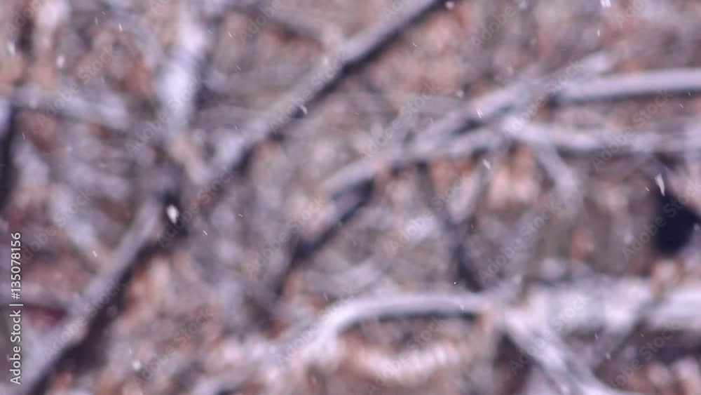 Snow falling in the winter, detail of treetops in the park Snow falling in the winter, detail of treetops in the park