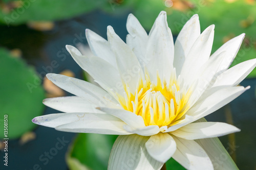White lotus against the water and green leaves.