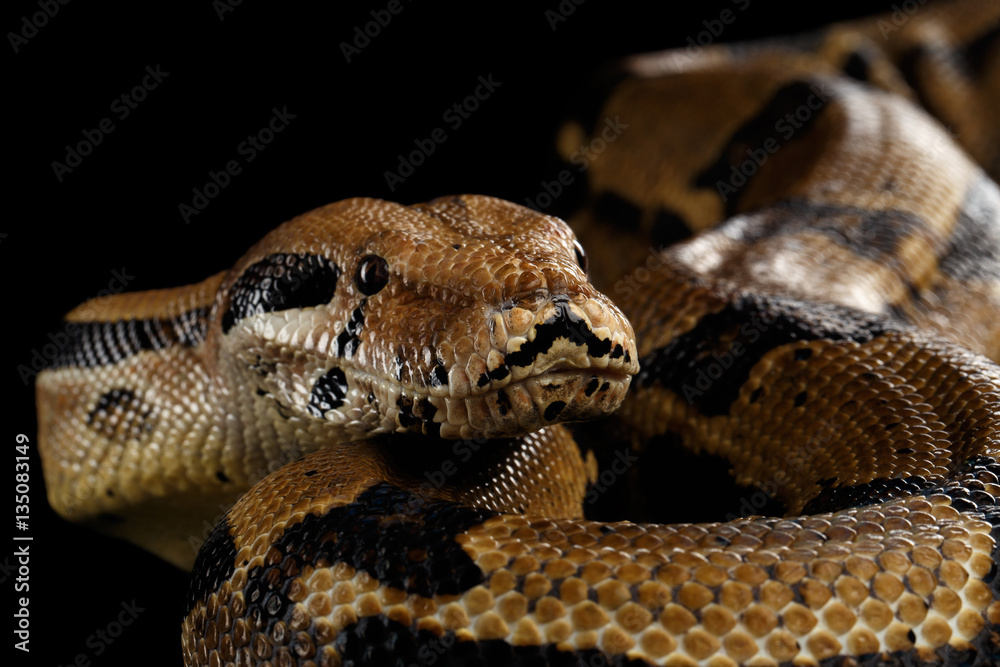 Obraz premium Close-up head of Boa constrictor snake imperator color,lying on isolated black background with reflection