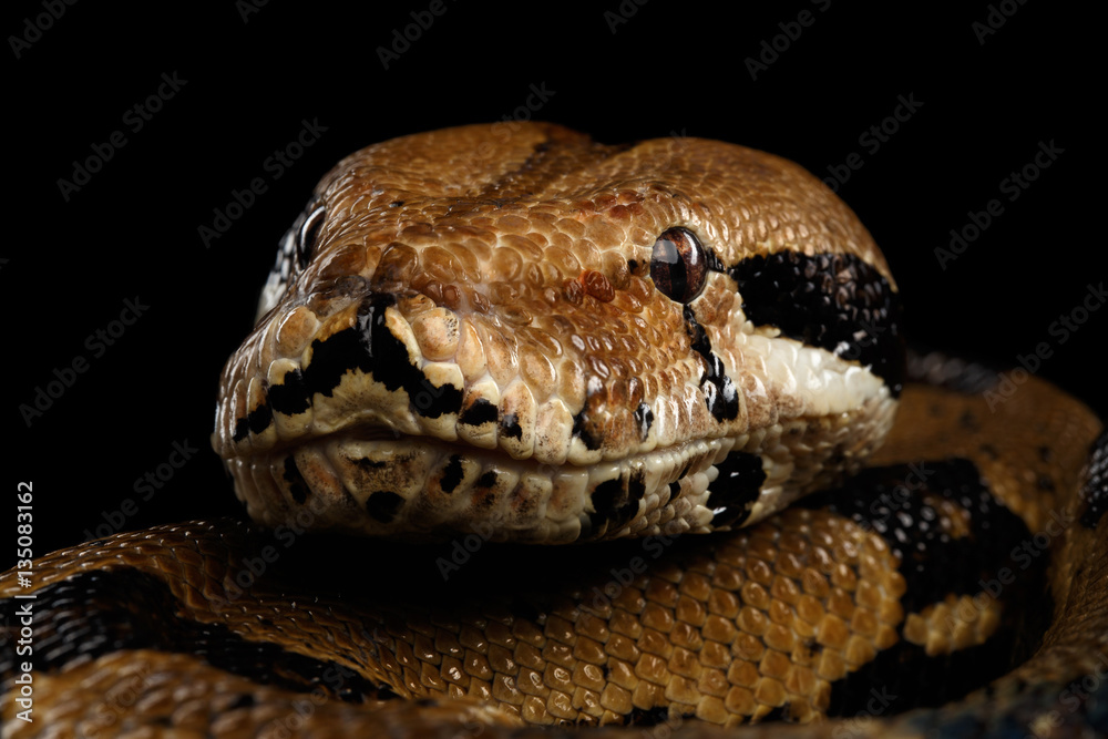 Obraz premium Close-up head of Boa constrictor snake imperator color,lying on isolated black background with reflection