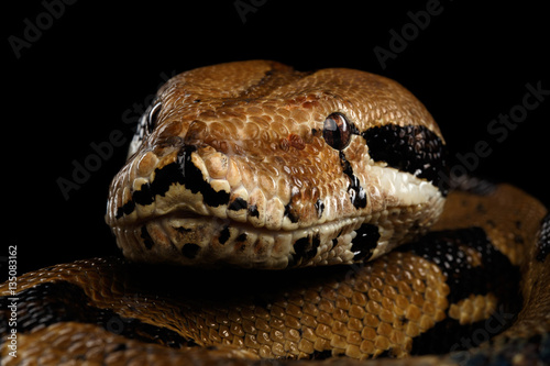 Close-up head of Boa constrictor snake imperator color,lying on isolated black background with reflection