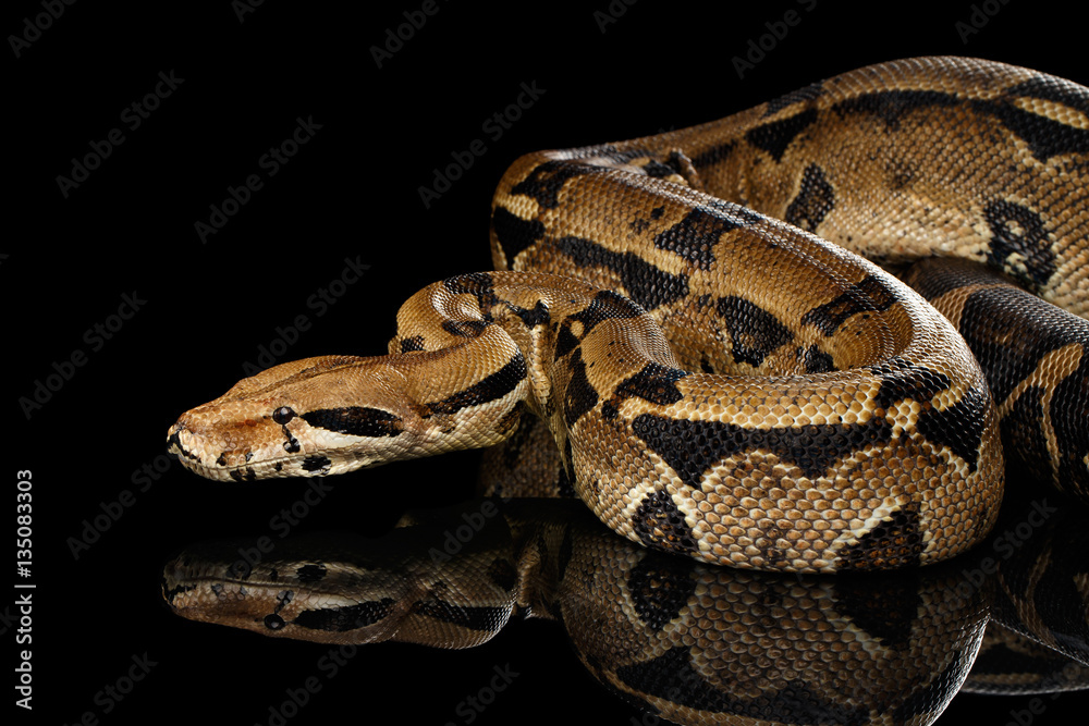 Naklejka premium Attack Boa constrictor snake imperator color, on isolated black background with reflection