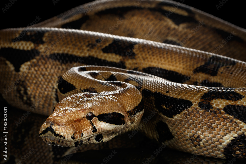 Naklejka premium big Boa constrictor snake imperator color,lying on isolated black background with reflection