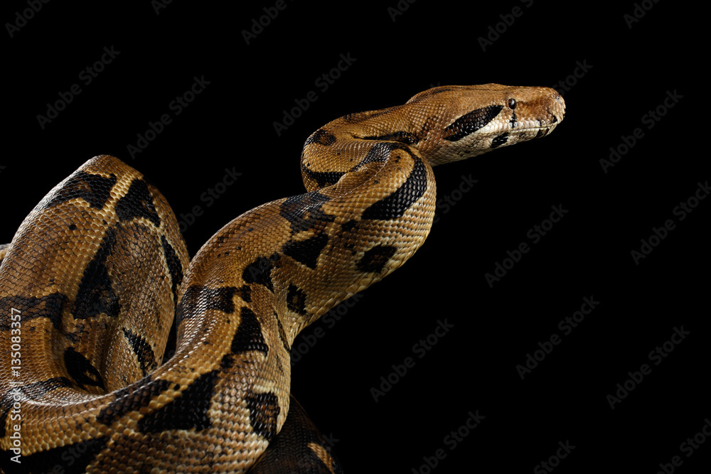 Fototapeta premium Attack Boa constrictor snake imperator color, on isolated black background
